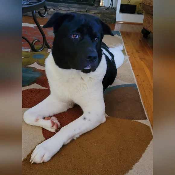 FOLLOW, FOLLOW, FOLLOW - Picture 4 of 4